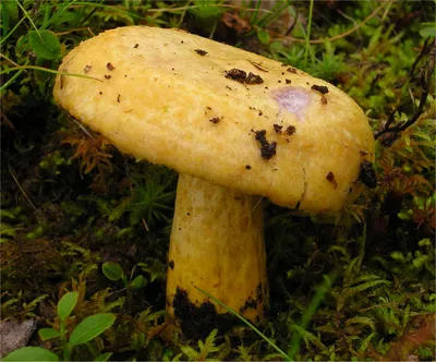 Вячеслав Степанов: Грибы Калужской области -Груздь жёлтый (Lactarius  scrobiculatus)