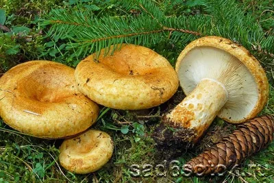 Груздь жёлтый (Lactarius scrobiculatus). Фото на сайте \"Грибы: информация и  фотографии\"