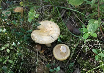 Груздь синеющий (Lactarius repraesentaneus) описание фото