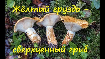 Вячеслав Степанов: Грибы Калужской области - Груздь синеющий (Lactarius  repraesentaneus)