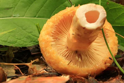 Груздь водянистозоновый (Lactarius aquizonatus) – Грибы Сибири