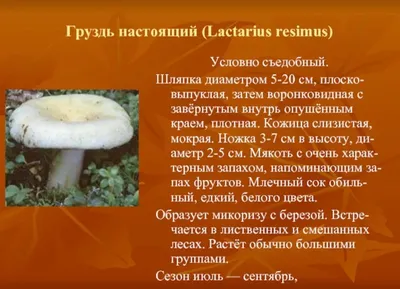 Груздь синеющий (Lactarius repraesentaneus), нечастый в Забайкалье…:  olegkorsun — LiveJournal