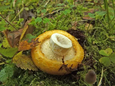 Груздь жёлтый (Lactarius scrobiculatus) – Грибы Сибири [Вложение: 6850]