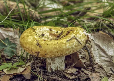 Груздь жёлтый (Lactarius scrobiculatus) фотографии, видео и истории