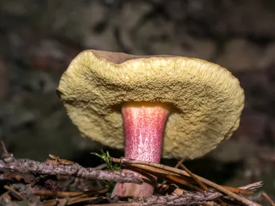 Губчатые грибы съедобные (27 фото) - 27 фото