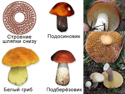 Трубчатые грибы | Лесовичок | Дзен
