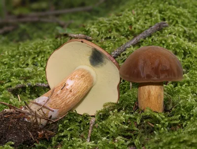 Польский гриб — Википедия