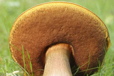 Трубчатые грибы (58 фото) - 58 фото