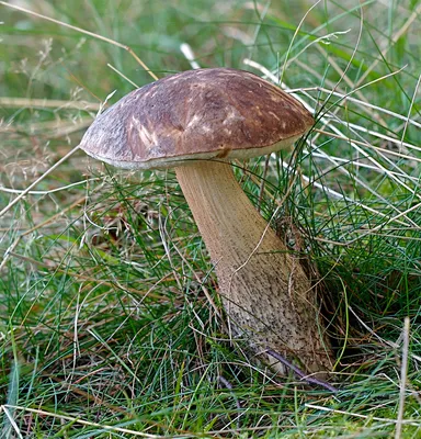 Съедобные грибы: названия, фото, как отличить от несъедобных | РБК Life