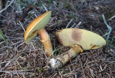 Губчатые грибы маслята (50 фото) - 50 фото