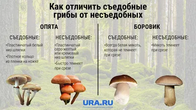 Как отличить ядовитые грибы от съедобных: подробный гид по грибам  Нижегородской области - 24 августа 2021 - nn.ru