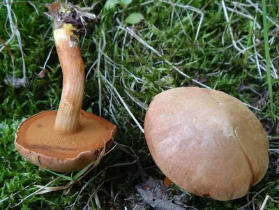 Бывают в жизни огорчения. 5 видов трубчатых грибов, которые лучше оставить  в лесу. Фотографии и статьи о них | грибной критик | Дзен