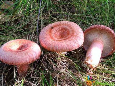 За грибами сюда: самые грибные места Смоленской области | Газета «Рабочий  путь»