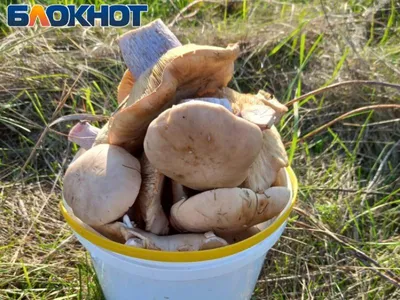 грибы болет, цвет воды, большой гриб с травяными губчатыми грибами овощные  грибы, осенние грибы Иллюстрация штока - иллюстрации насчитывающей овощ,  диетпитание: 251182455