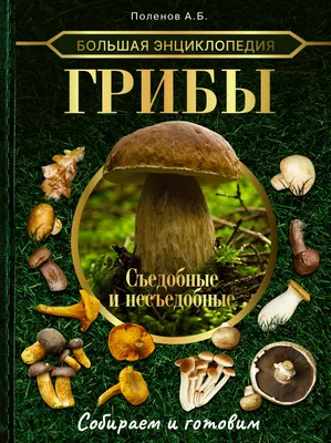 Какие грибы можно есть на Камчатке? - KamchatkaMedia.ru