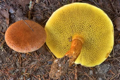 Оранжевый трубчатый гриб (48 фото) - 48 фото