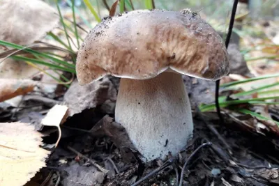 Белый гриб 🍄 #mushroombook #mushrooms #mushroom #porcini #nature #грибы  #грибочки #лес #белыйгриб #болет #boletus_edulis #тихаяохота… | Instagram