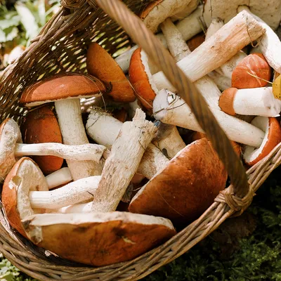Съедобные грибы: какие выбрать, как распознать и не ошибиться — Новости  Хакасии и Абакана - Новая Хакасия