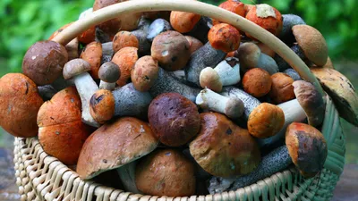 Эксперт: в латвийских лесах появились первые грибы - Press.lv