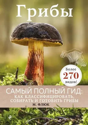 Названы рекомендации по безопасному сбору грибов | ИА “ОнлайнТамбов.ру”