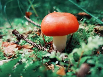 Грибы Белый гриб Сосновый мицелий в субстрате 15мл. Гавриш - купить по  выгодным ценам в интернет-магазине OZOZN (839780022)