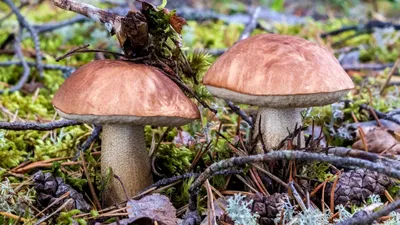 Каштановый гриб — Википедия