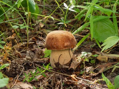 Специалисты рассказали, как собирать грибы и не получить штраф или срок —  РБК