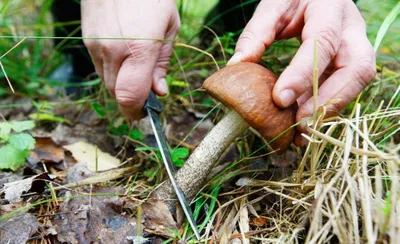 Вячеслав Степанов: Грибы Калужской области - Грабовик (Leccinum carpini)