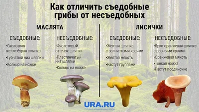 Съедобные грибы: названия, фото, как отличить от несъедобных | РБК Life