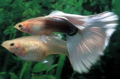 Гуппи рыбка: содержание, уход, совместимость и разведение, фото-видео обзор