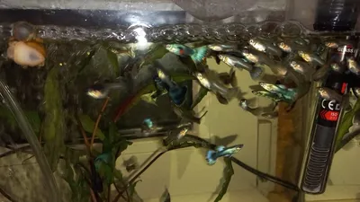 Гуппи - красивые и неприхотливые рыбки для начинающего аквариумиста. |  Скейпер.ру - аквариум, террариум, пруд | Дзен