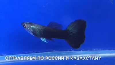 Живородящие аквариумные рыбки | Гуппи