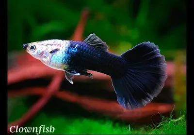 Рыбки Гуппи | Черный принц