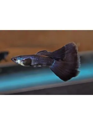 Гуппи чёрный принц, аквариумная рыбка (2-3 см)