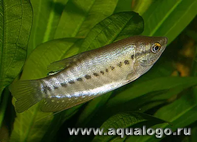 Рыбки гурами – уход и содержание, описание, размножение, фото