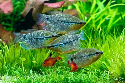 Гурами жемчужные, аквариумная рыбка (4-5 см)