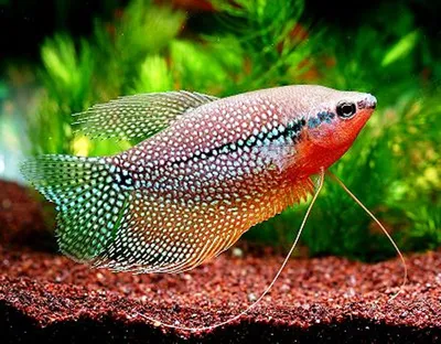 Гурами жемчужный(Trichopodus leerii) - TopFish - аквариумная рыба оптом от  производителя