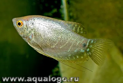 Рыбки гурами – уход и содержание, описание, размножение, фото