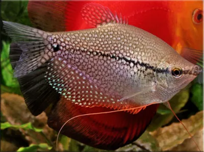 Ворчащий Гурами - Trichopsis vittata - Рыбки - Nano Fish