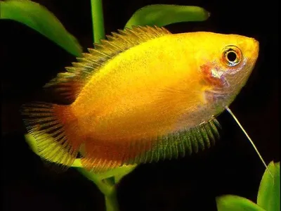 Аквариумная рыбка гурами (Trichogaster)