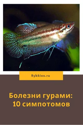 Карликовый гурами - скромная рыбка с милым названием \"лялиус\". | Скейпер.ру  - аквариум, террариум, пруд | Дзен