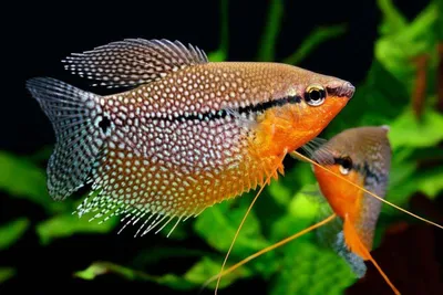 Жемчужный Гурами - Trichopodus leerii - Рыбки - Nano Fish