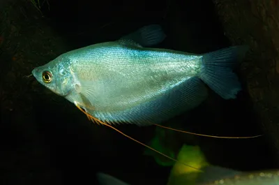 Рыбка из фантазии, навеянная живым жемчужным гурами. | Пикабу
