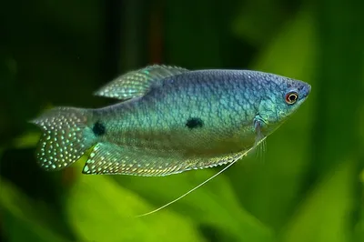 Гурами голубой, двуточечный или суматранский – Моя рибка