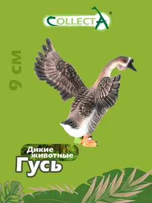 Нильский гусь: Птица, которая стала в Евросоюзе вне закона из-за своей  наглости | Пикабу