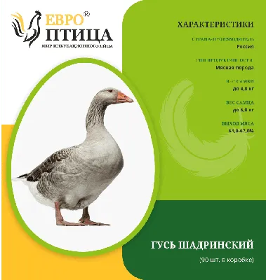 Дикий гусь отбился от стаи и остановился в парке Героев-Пожарных в  Петербурге