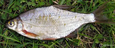 Густера: интересные факты, почему эта рыба чаще других заражена \"солитером\"  | Рыбалка и ихтиология | Дзен
