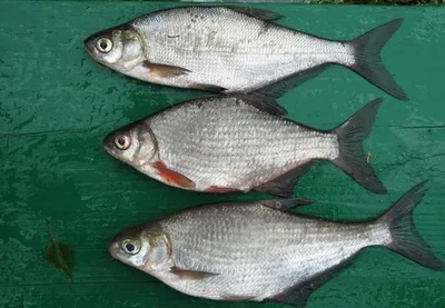 Рыба густера: особенности вида, ее повадки и способы ловли