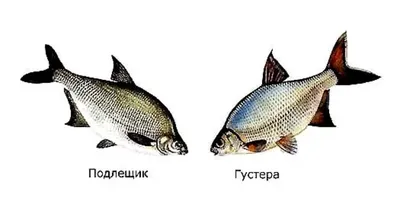 Продам: лещ/подлещик/густера вялка (Цимла) 1т. в Краснодаре