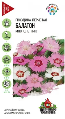 Гвоздика \"Пламенное сердце\", семена, цветы купить по цене 49 ₽ в  интернет-магазине KazanExpress